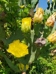 Opuntia bentonii