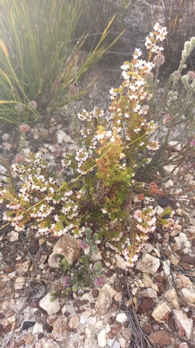 Image of Threehead Heath (Erica triceps) by (c) kevin koen, some rights reserved (CC BY-SA)