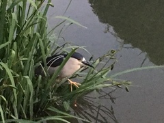 Nycticorax nycticorax