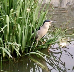 Nycticorax nycticorax
