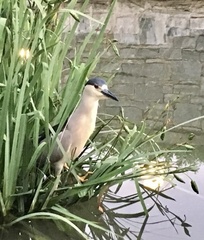 Nycticorax nycticorax