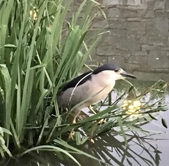 Nycticorax nycticorax