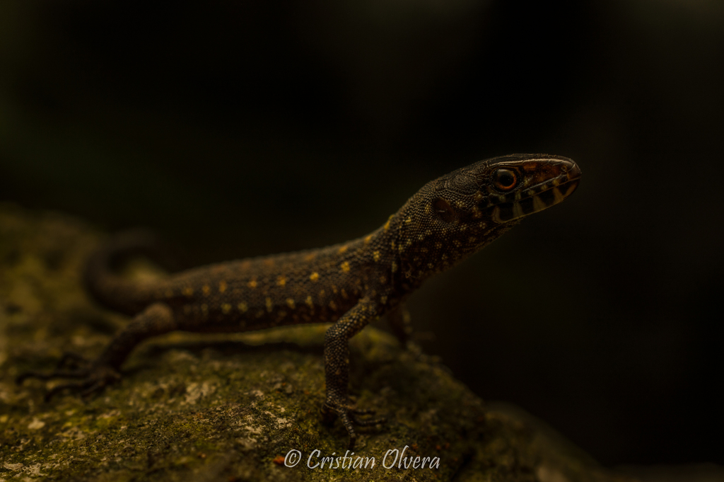 Madrean Tropical Night Lizard