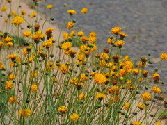 Thelesperma megapotamicum