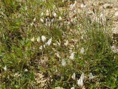 Astragalus corniculatus