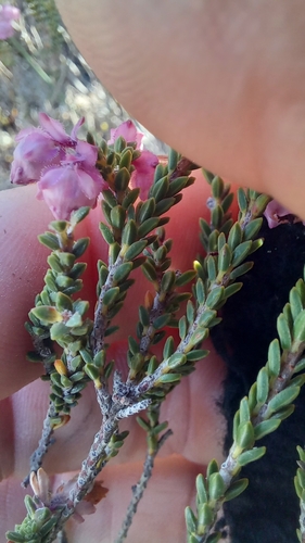 Image of Erica fimbriata by (c) kevin koen, some rights reserved (CC BY-SA)