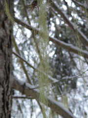 Ramalina thrausta