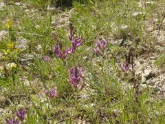 Astragalus vesicarius