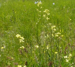 Sisymbrium polymorphum