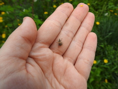 Sciaphobus squalidus