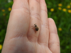 Sciaphobus squalidus