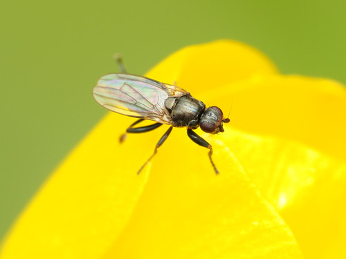 Lotophila atra photo 2
