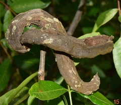 Baizongia pistaciae