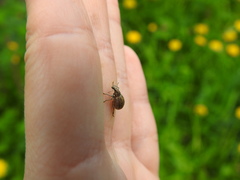 Sciaphobus squalidus