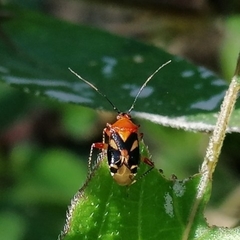 Horciasisca insignis