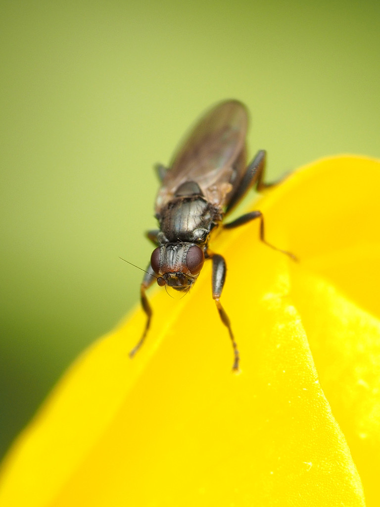 Copromyzinae