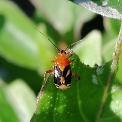 Horciasisca insignis