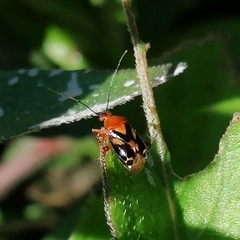 Horciasisca insignis