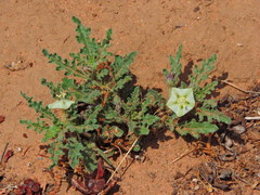 Chamaesaracha coniodes