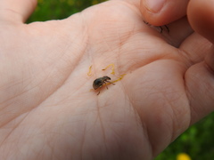 Sciaphobus squalidus