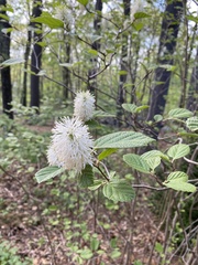 Fothergilla major