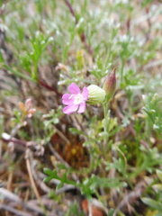 Silene conica