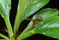 Anelosimus studiosus