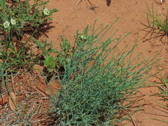 Stephanomeria pauciflora