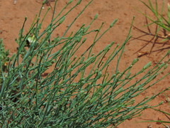 Stephanomeria pauciflora