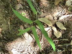 Endodeca serpentaria