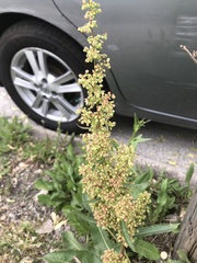 Rumex crispus