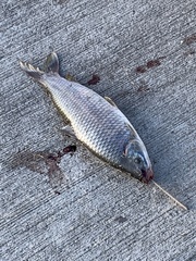 Megaleporinus obtusidens