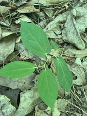 Endodeca serpentaria