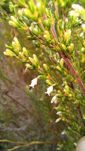 Image of Erica fuscescens by (c) kevin koen, some rights reserved (CC BY-SA)