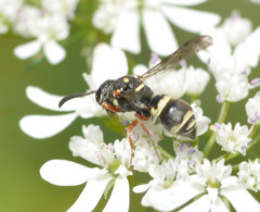 Parancistrocerus minimoferus