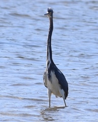 Egretta tricolor image