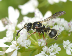 Parancistrocerus minimoferus