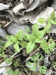 Parietaria pensylvanica