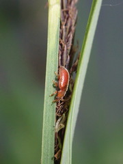 Coccidula rufa