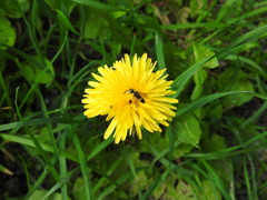Tenthredo talyshensis