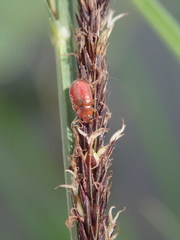 Coccidula rufa