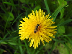 Tenthredo talyshensis