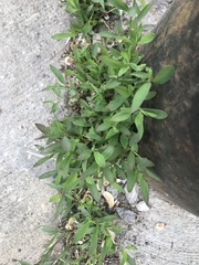 Polygonum aviculare