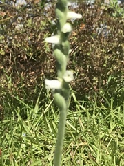 Spiranthes lacera