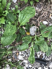 Plantago major