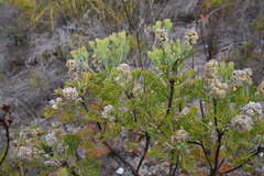 Paranomus abrotanifolius