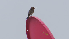 Haemorhous mexicanus
