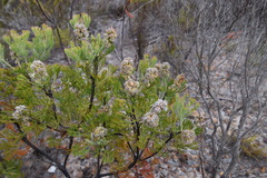 Paranomus abrotanifolius