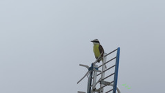 Pitangus sulphuratus