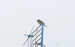 Passer domesticus